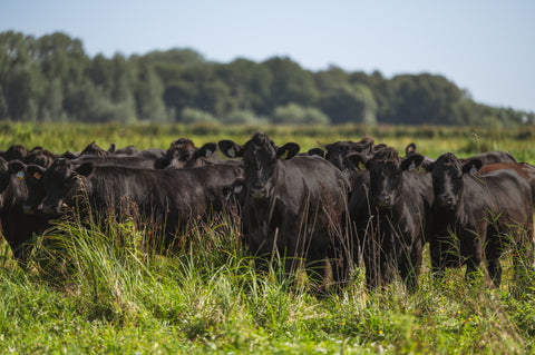 Lokaal en Halal, kwaliteitsvlees van restaurantklasse